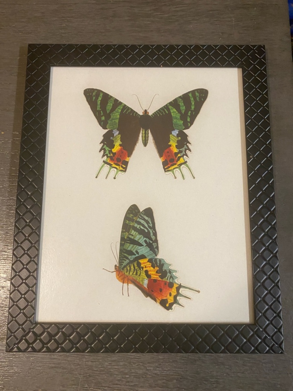 Framed Butterfly Art Print — Green, Black & Multicolor